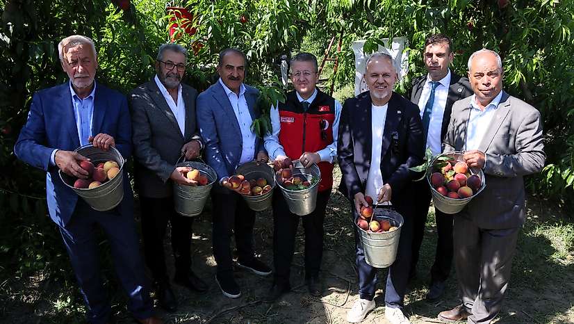 Selçuk'ta şeftali hasadı başladı: Hedef 250 milyon dolar