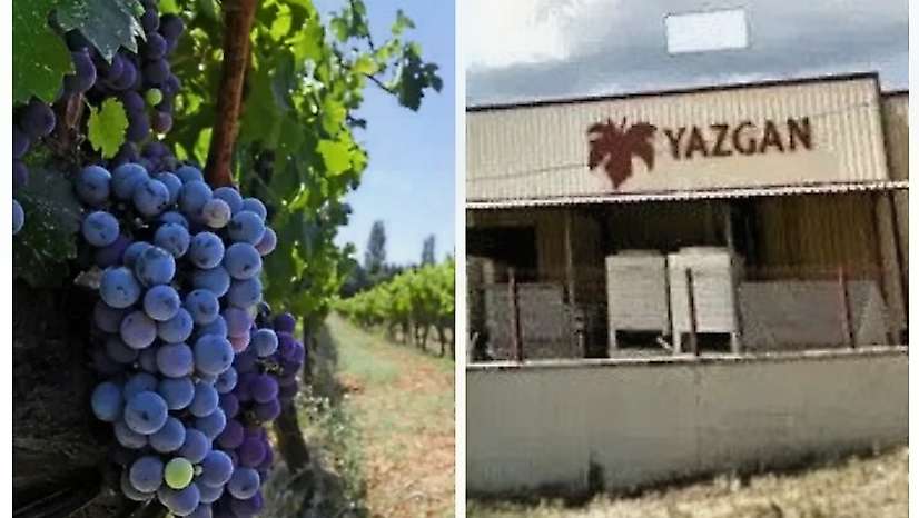 Tire kökenli marka Yazgan Şarapçılık'ın bağları icradan satışta