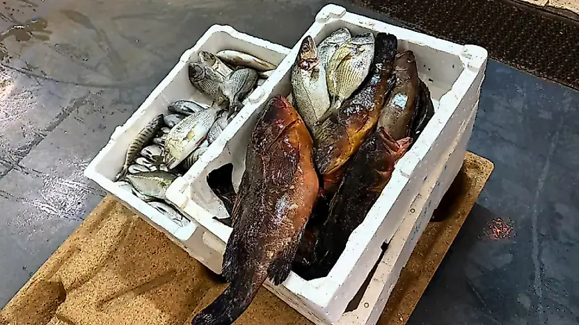 Buca Balık Hali'nde denetim: 45 kilogram su ürününe el konuldu