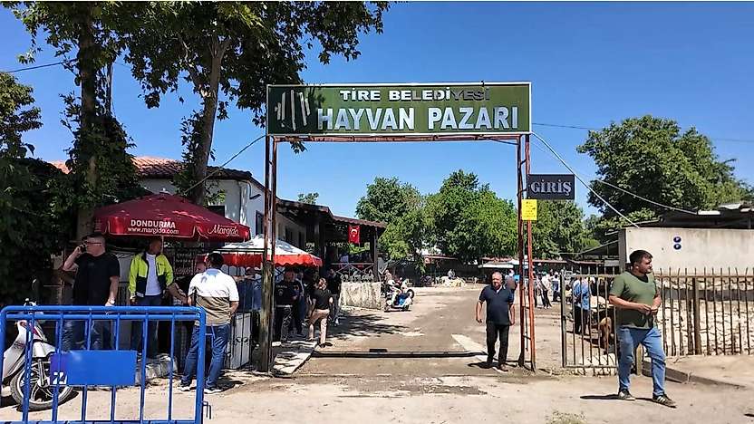 Tire Canlı Hayvan Pazarı şap hastalığı nedeniyle kapatıldı