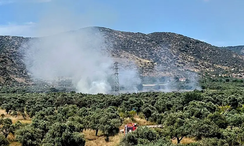 Bayındır'da zeytinlik yangını