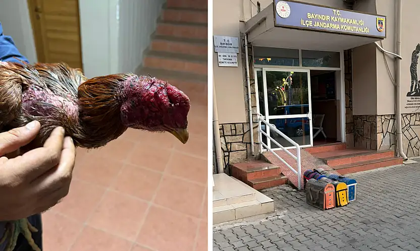 Çiftlikte horoz dövüşü düzenleyenlere suçüstü