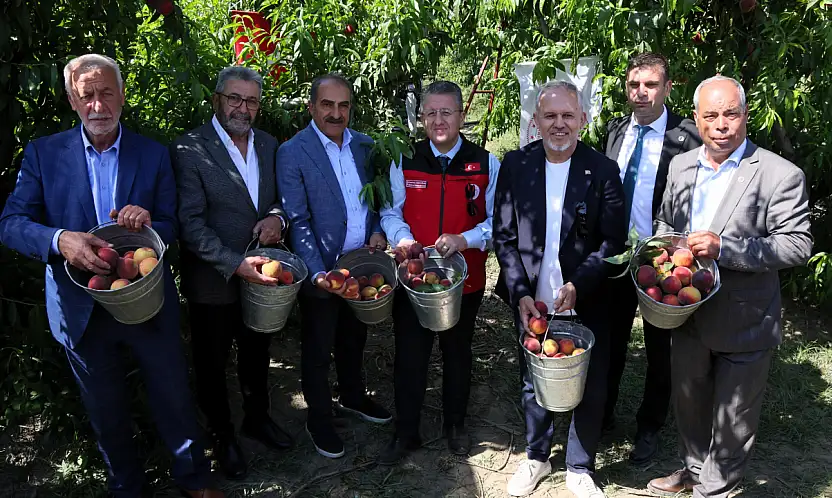 Selçuk'ta şeftali hasadı başladı: Hedef 250 milyon dolar