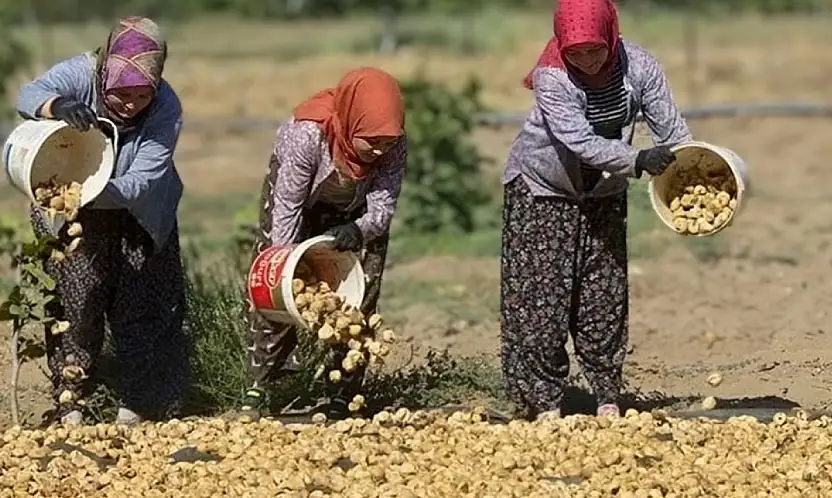 Tire'de incir işçisinin 2026 ücret tarifesi belli oldu