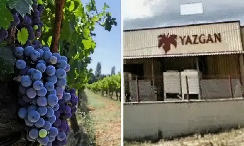 Tire kökenli marka Yazgan Şarapçılık'ın bağları icradan satışta