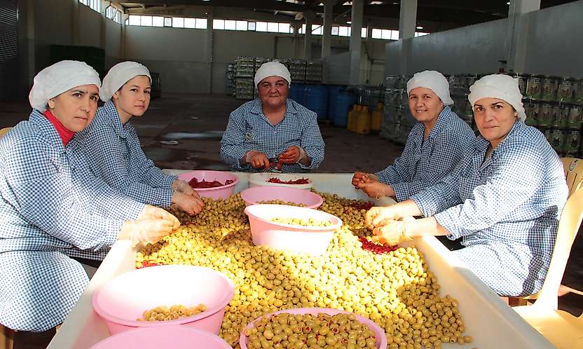 Yüksek rekolteye karşın zeytin ve zeytinyağı ihracatında zor sezon beklentisi